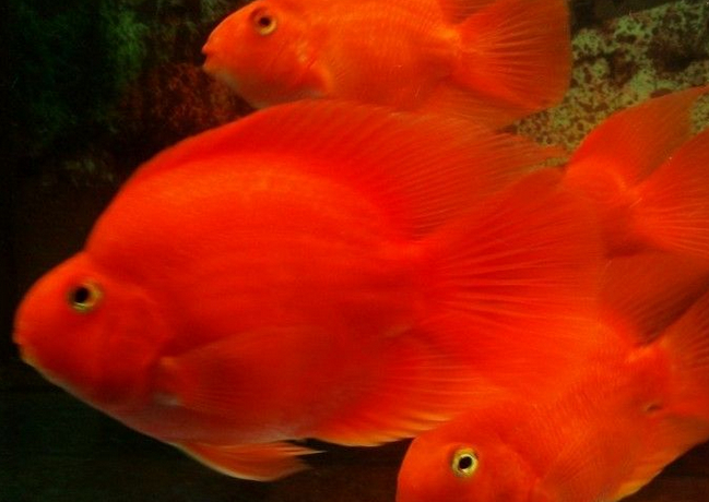 适合冷水养的观赏鱼_养什么观赏鱼最赚钱_什么热带鱼最好养