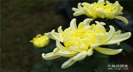 深圳东湖公园菊花展