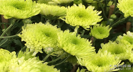 深圳东湖公园菊花展