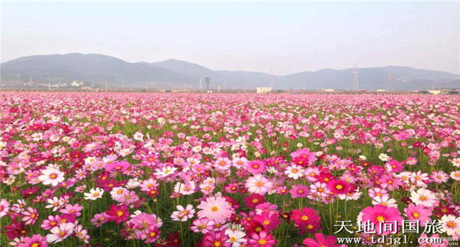 深圳到惠州仲恺看格桑花自驾路线|深圳沙井旅