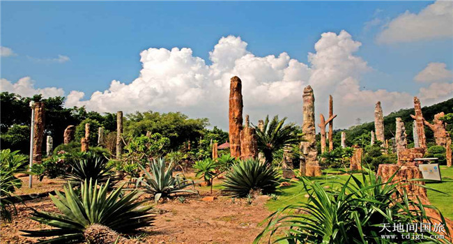深圳仙湖植物园化石森林好玩吗|深圳沙井旅行