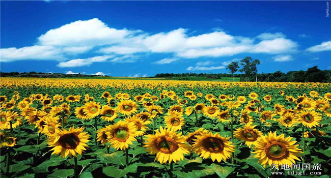 深圳到广州百万葵园坐车|深圳到百万葵园自驾