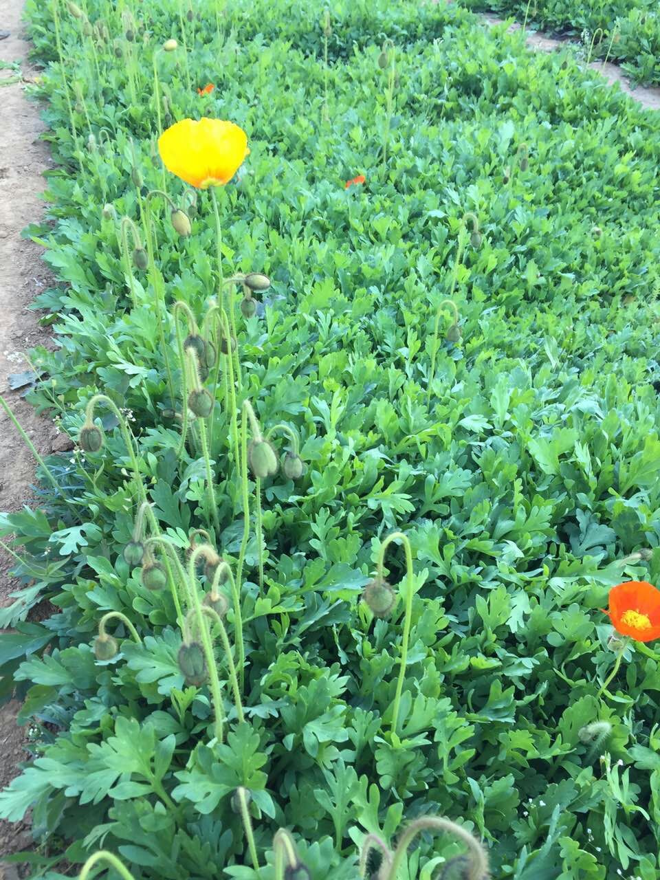 虞美人口碑_虞美人花