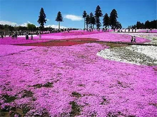 花海种植工程实惠的花卉,山东芝樱花基地,万方羽扇豆基地