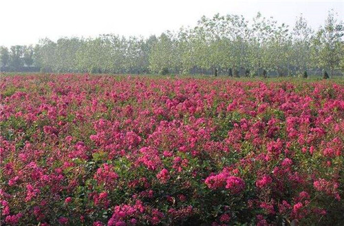 湖北襄阳市紫薇树苗基地哪家的景观树苗品质好