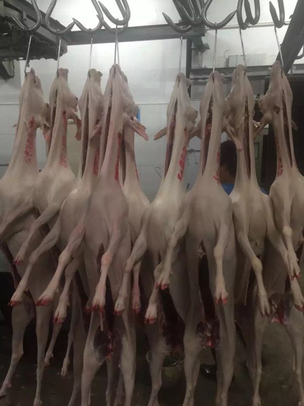 秀峰附近的活禽市场里有正规屠宰的鲜羊肉批发