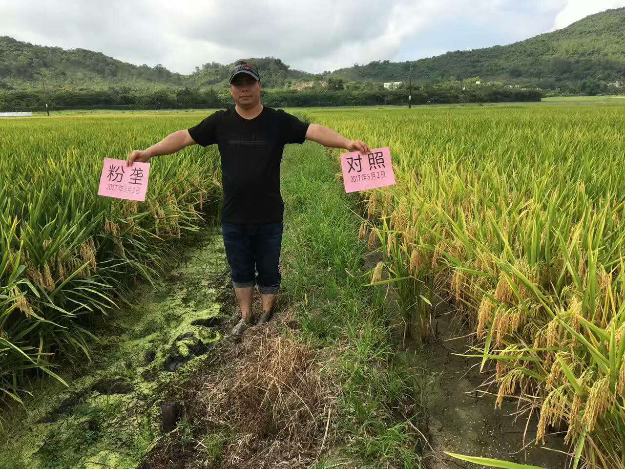 壁纸 成片种植 风景 植物 种植基地 桌面 1280_960