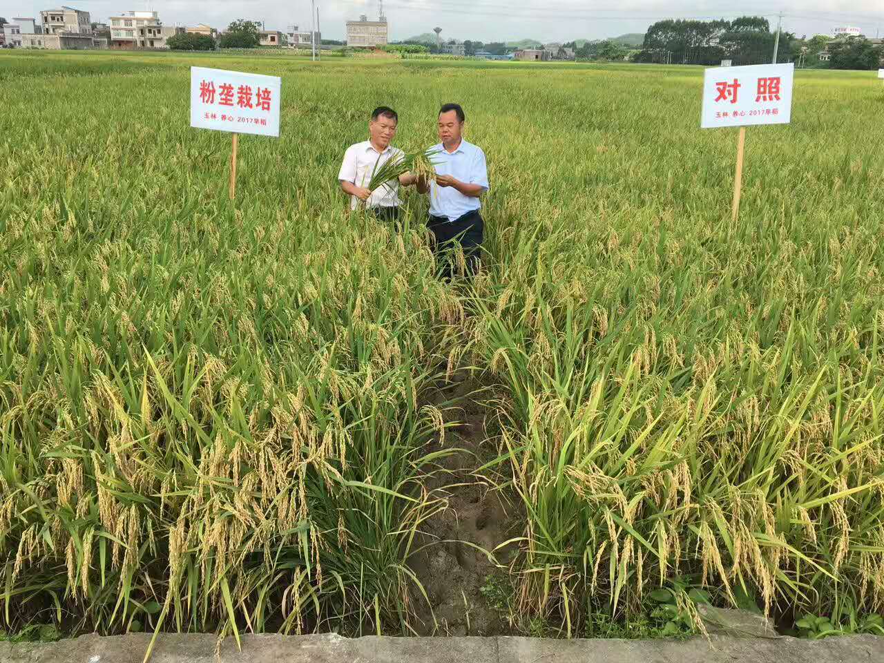 玉林福绵区利用粉垄技术种植的水稻 大放异彩
