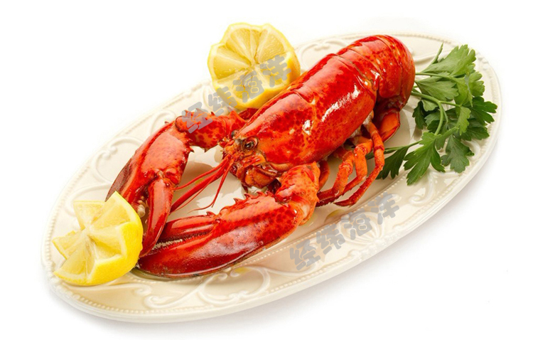 威海波士顿龙虾多少钱一斤,来经纬海洋物美价