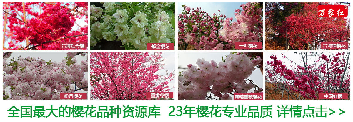 云南樱花苗木批发,云南紫荆樱花种植方法