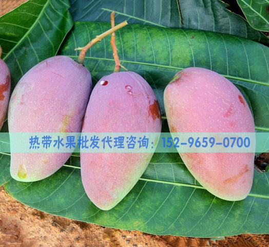 山东济南哪里可以批发亚热带水果海南中贵妃芒