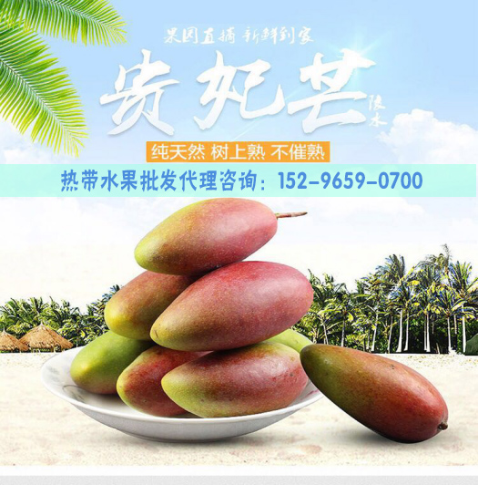 山东济南哪里可以批发亚热带水果海南中贵妃芒