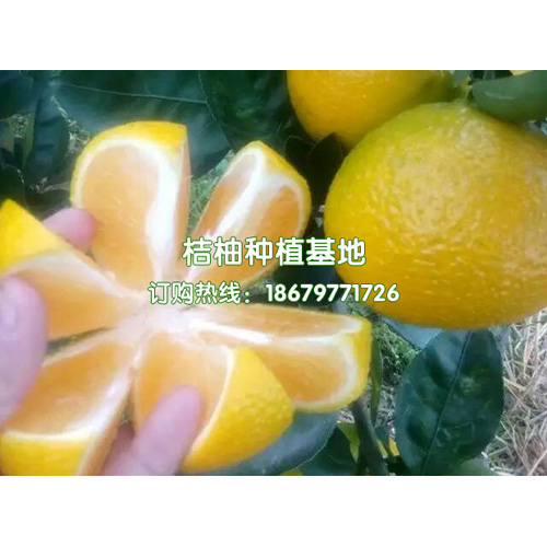 广西热门的桔柚种植好处都是什么呢