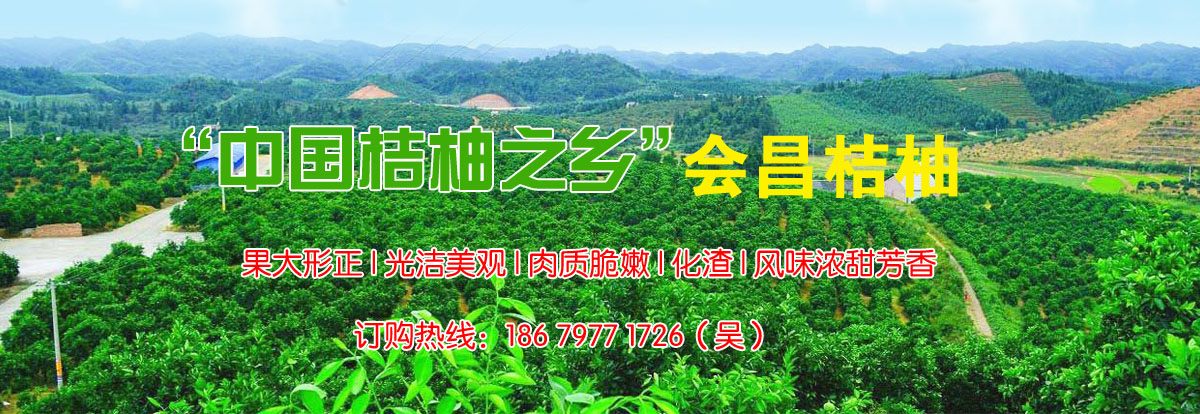 宁都血橙种植价格是多少钱