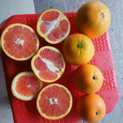 安远血橙和脐橙有哪些区别呢