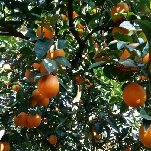 崇义血橙种植品类特惠,会昌鲜果园量大送货上门
