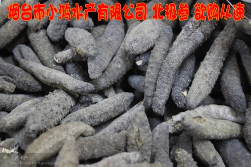 北极海参又名小有刺海参