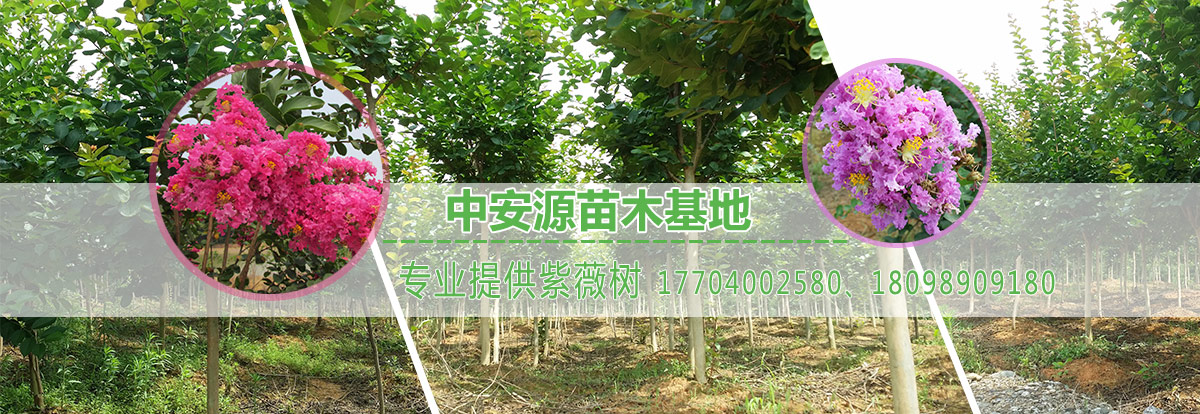 罗湖星之象影业传媒行业首选,领导品牌,资深团