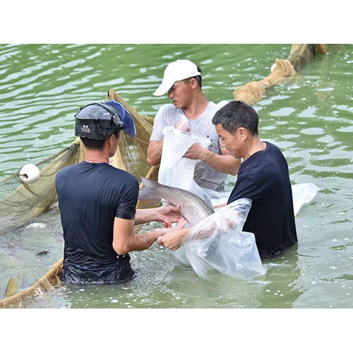 饮食>正文 广东省中山市新粤中牌脆肉鲩养殖场脆肉鲩外形与一般的