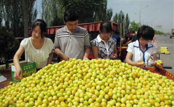 新疆的杏子熟了,想吃到可口的新鲜杏子,小白杏