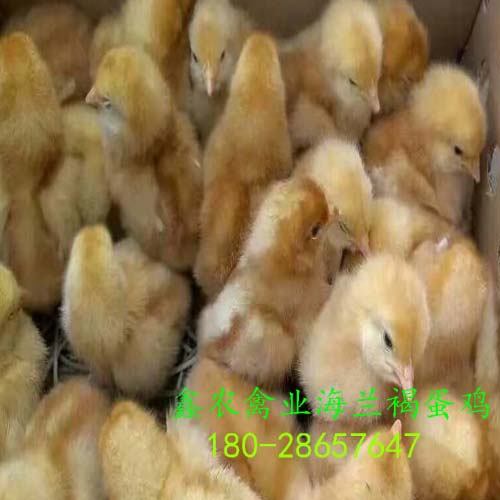广州鸡苗养殖场的海兰褐蛋鸡苗批发价