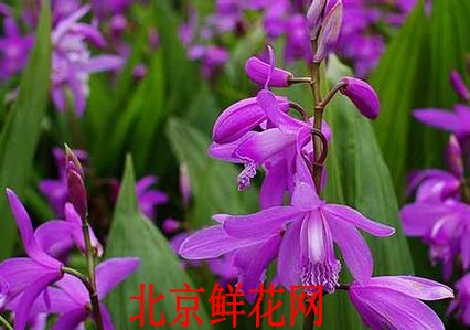 白芨,(学名:bletilla striata)又名连及草,甘根,白给,箬兰,朱兰,紫兰