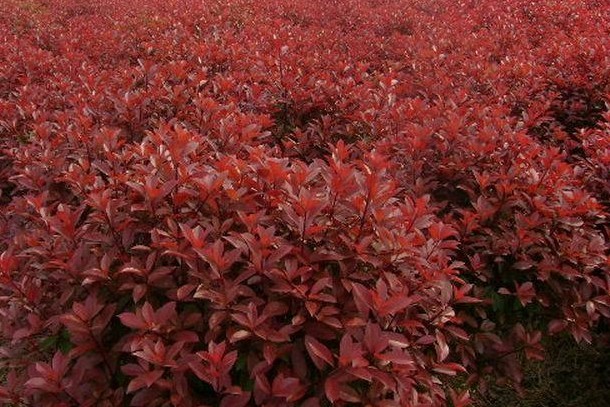 远近苗圃凭借多年销售红叶石楠累积的验,已为众多客户提供了优质