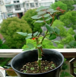 玫瑰花怎么种植 如何种植玫瑰花 玫瑰花的栽培方法