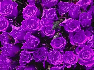 紫玫瑰在园林中的应用 紫枝玫瑰属于蔷薇科蔷薇属植物