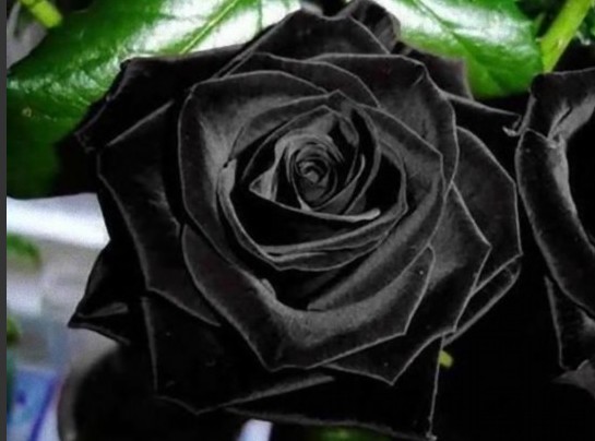 黑玫瑰图片,春德花卉