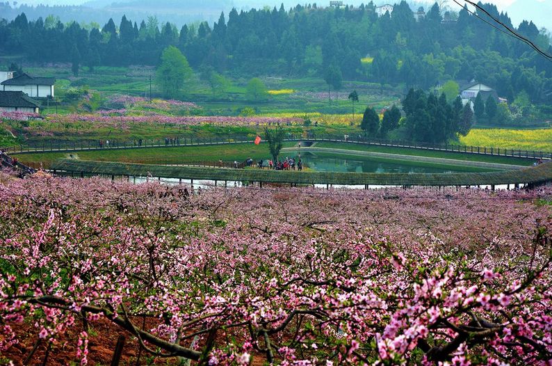 周末成都租车旅游去西充桃花节看桃花攻略