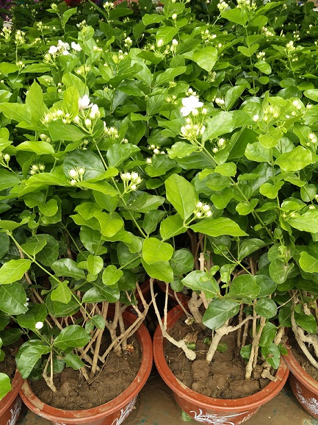 山东茉莉花种植基地?茉莉花带盆价?青州振祥花卉苗木