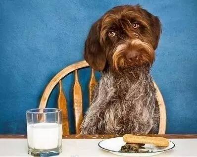 位从业7年的宠物医生自白,教你如何分辨狗粮,