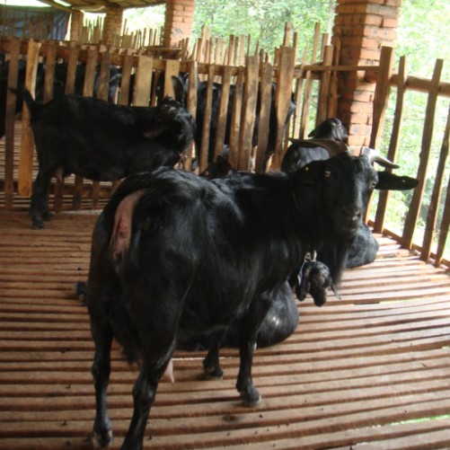 广东黑山羊,黑山羊养殖基地