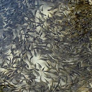 中山标记告诉您草鱼苗下塘应该注意这些 - 青海新闻网