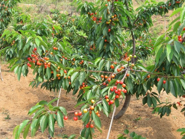山东枣庄★德州★日照最好的大樱桃树苗种植培