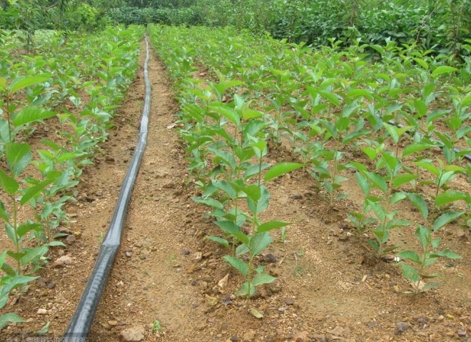 山西太原★临汾★大同专业大樱桃树苗培育基地