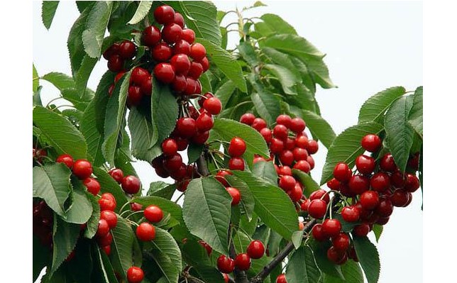 河南郑州★洛阳★新乡最好的大樱桃树苗培育基