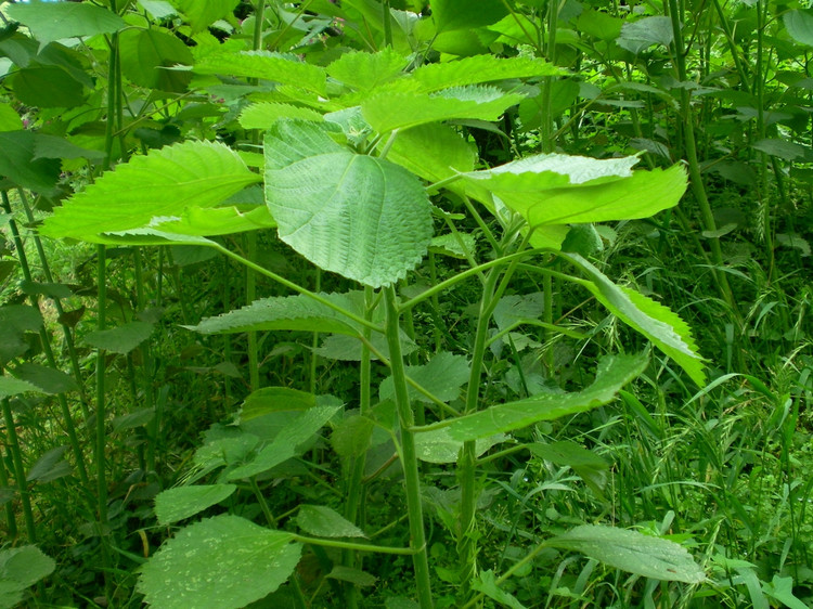 下面这个样子的苎麻到收获时纤维才厚,有重量,我们把它叫"真苎".