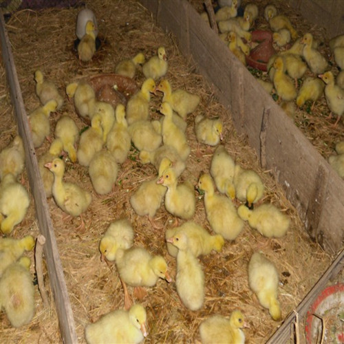 湖北枣阳鹅苗批发价格