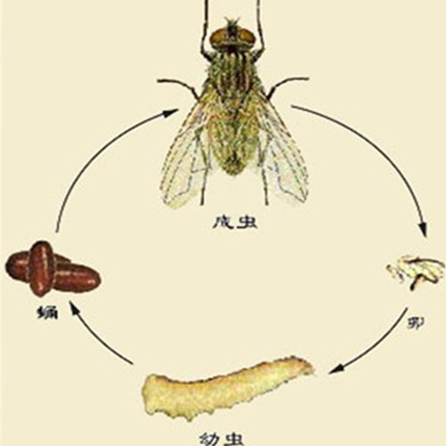 深圳苍蝇防治