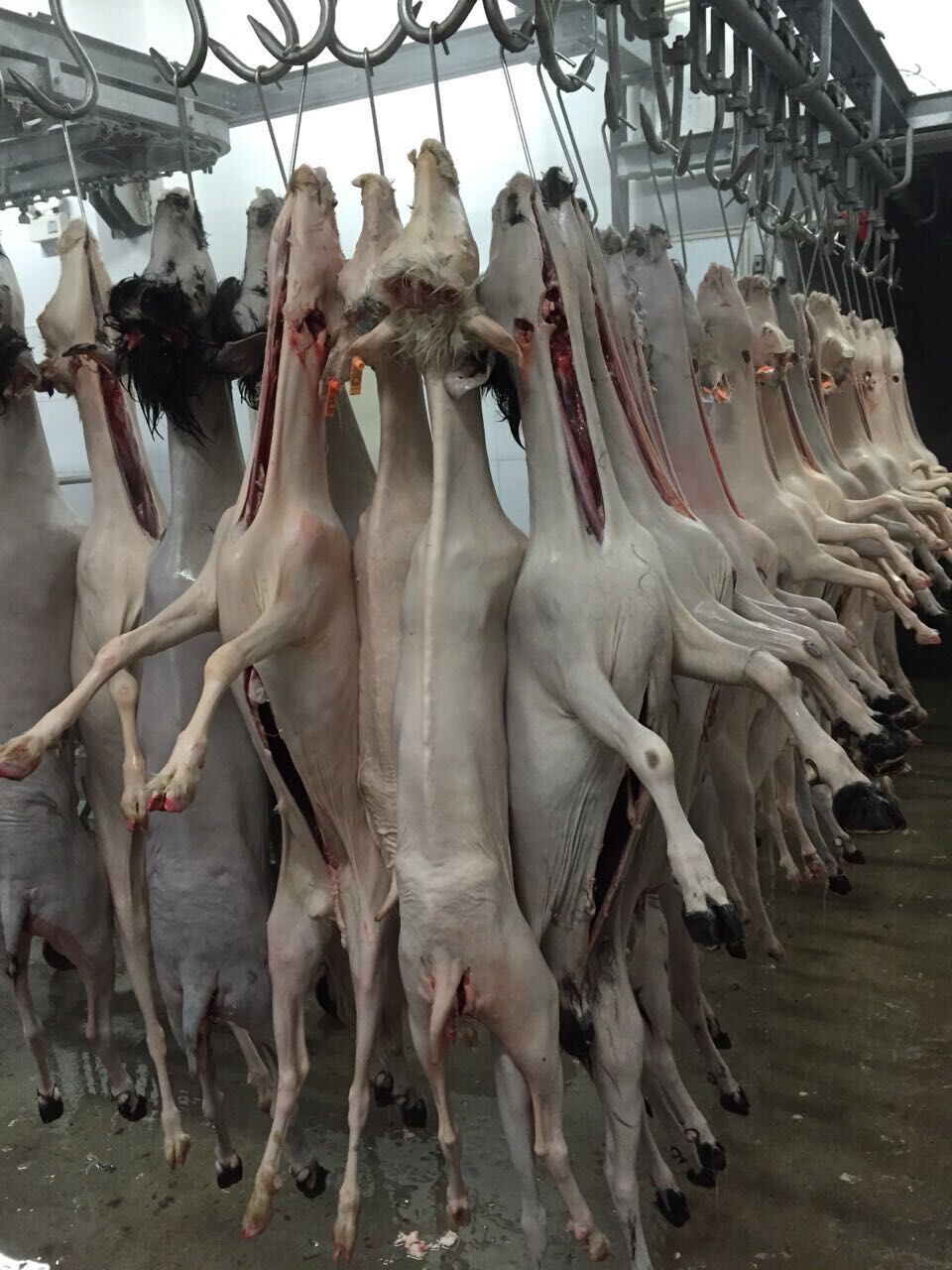 【上海】哪个农产品市场有鲜羊肉卖?羊肉批发