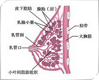 经常按摩乳房缓解胀痛名婴之家为你支招