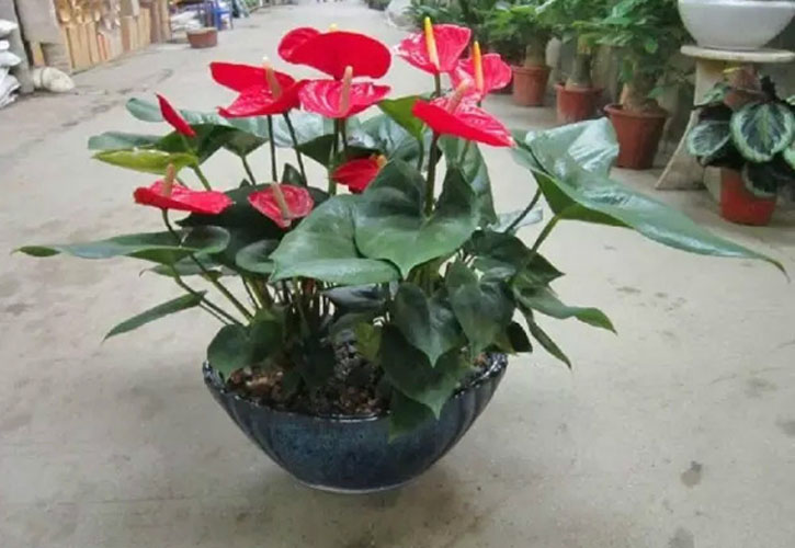红掌