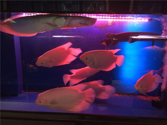 惠州市惠阳区淡水水族连锁店告诉你养鱼必须注