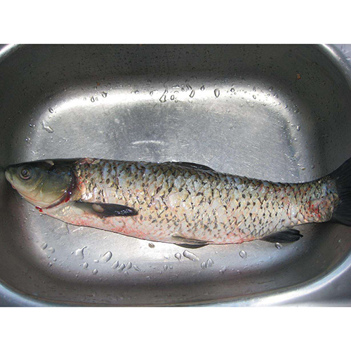 广州草鱼批发|广州草鱼苗批发|广州草鱼 - 餐饮