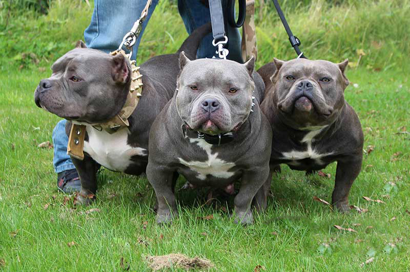 美国恶霸犬舍哪里有?新达名宠美国恶霸犬出售