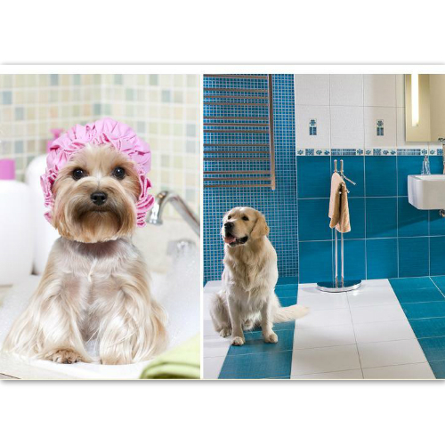 市中宠物洗澡公司,市中宠物洗澡全心全意为客户服务