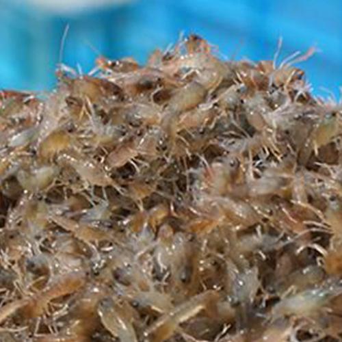 大理小龙虾苗批发价格,欢迎随时点击咨询