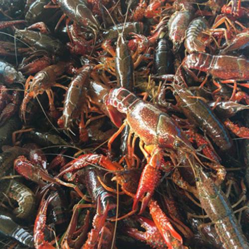 云南清水小龙虾批发价格,大管家包鲜活,死虾包
